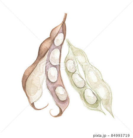 白花豆 鞘つき 白花豆 鞘つき 84993719