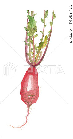 紅大根 ベニダイコン 葉付き 紅大根 ベニダイコン 葉付き 84993721