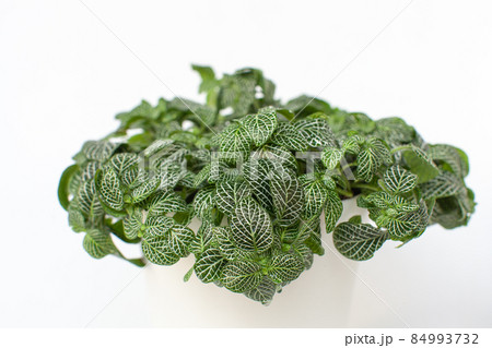 観葉植物　フィットニア 84993732