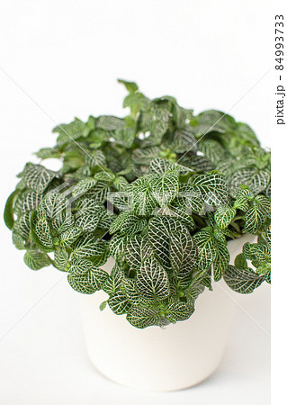 観葉植物　フィットニア 84993733
