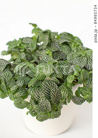 観葉植物　フィットニア 84993734