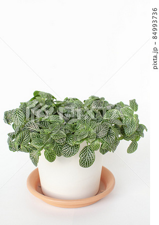 観葉植物　フィットニア 84993736