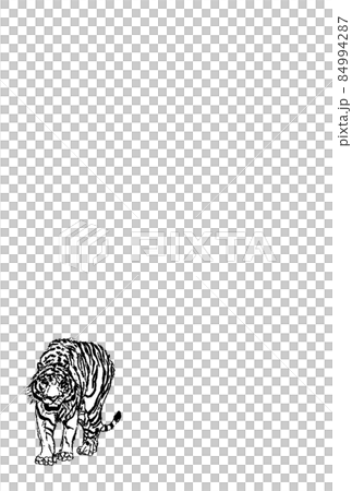 ホワイトタイガー正面ベクターモノクロ小タテ 84994287