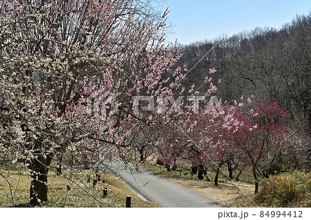 武蔵丘陵森林公園の花咲く梅林 武蔵丘陵森林公園の花咲く梅林 84994412