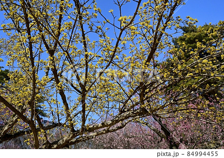 武蔵丘陵森林公園の花咲く梅林の梅とサンシュユの木 84994455