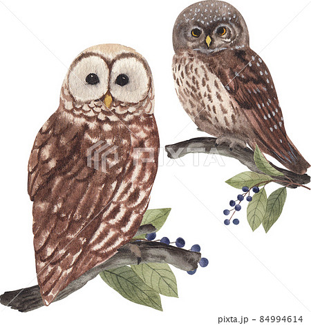 owl bird watercolor clipart png owl bird watercolor clipart png 84994614