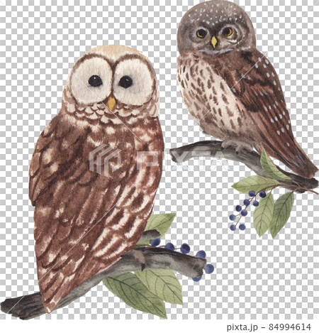 owl bird watercolor clipart png owl bird watercolor clipart png 84994614
