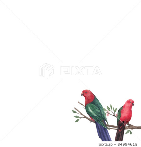 Macaw parrot bird watercolor frame png 84994618