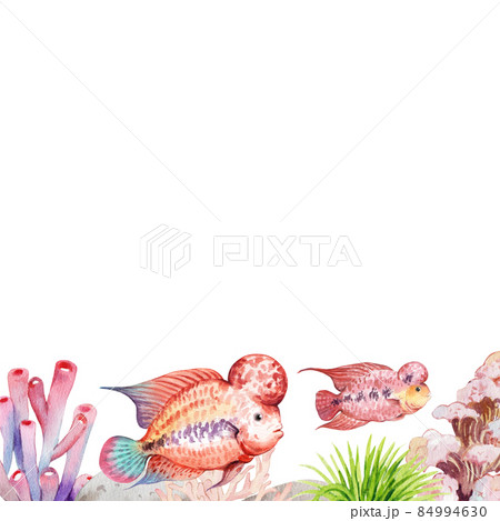 flower horn ciclid fish watercolor frame  png 84994630