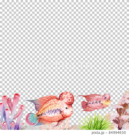 flower horn ciclid fish watercolor frame  png 84994630