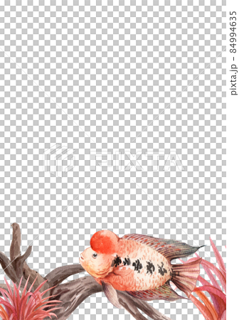 flower horn ciclid fish watercolor frame png flower horn ciclid fish watercolor frame png 84994635