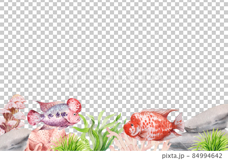 flower horn ciclid fish watercolor frame png flower horn ciclid fish watercolor frame png 84994642