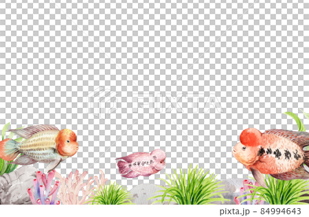 flower horn ciclid fish watercolor frame png flower horn ciclid fish watercolor frame png 84994643
