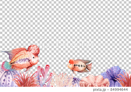 flower horn ciclid fish watercolor frame png flower horn ciclid fish watercolor frame png 84994644