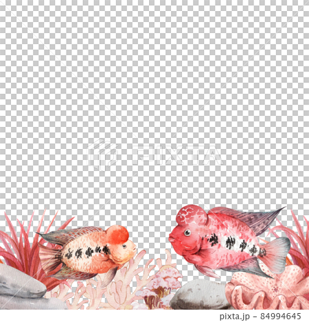 flower horn ciclid fish watercolor frame png flower horn ciclid fish watercolor frame png 84994645