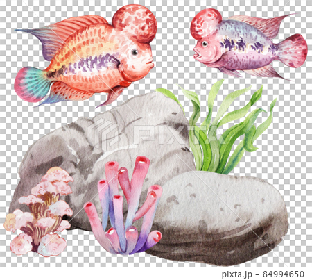 flower horn ciclid fish watercolor clipart png 84994650