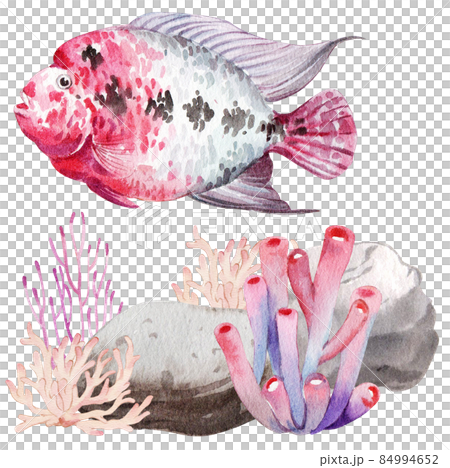 flower horn ciclid fish watercolor clipart png flower horn ciclid fish watercolor clipart png 84994652