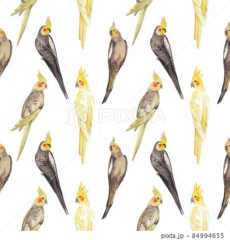 Cockatiel parrot bird watercolor pattern seamless  png 84994655