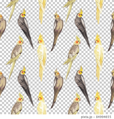 Cockatiel parrot bird watercolor pattern seamless  png 84994655
