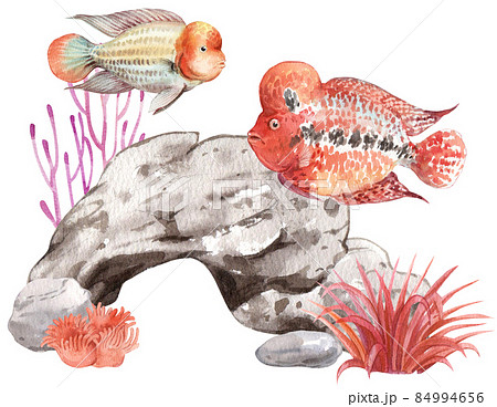 flower horn ciclid fish watercolor clipart png flower horn ciclid fish watercolor clipart png 84994656