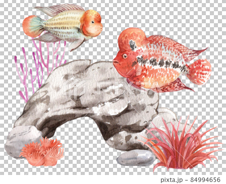 flower horn ciclid fish watercolor clipart png flower horn ciclid fish watercolor clipart png 84994656