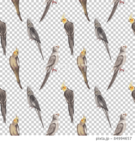 Cockatiel parrot bird watercolor pattern seamless  png 84994657