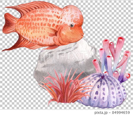 flower horn ciclid fish watercolor clipart png 84994659