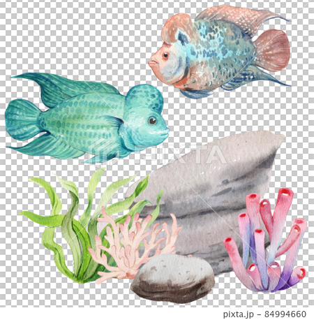 flower horn ciclid fish watercolor clipart png flower horn ciclid fish watercolor clipart png 84994660