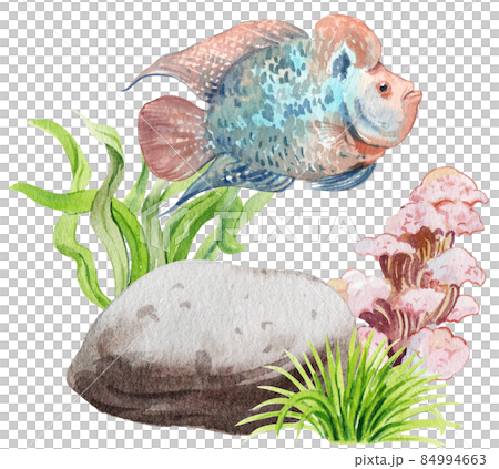 flower horn ciclid fish watercolor clipart png flower horn ciclid fish watercolor clipart png 84994663