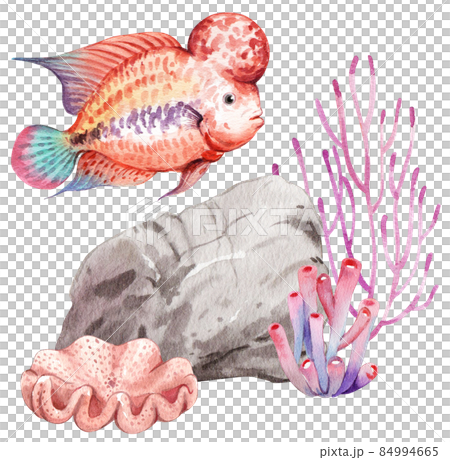flower horn ciclid fish watercolor clipart png flower horn ciclid fish watercolor clipart png 84994665