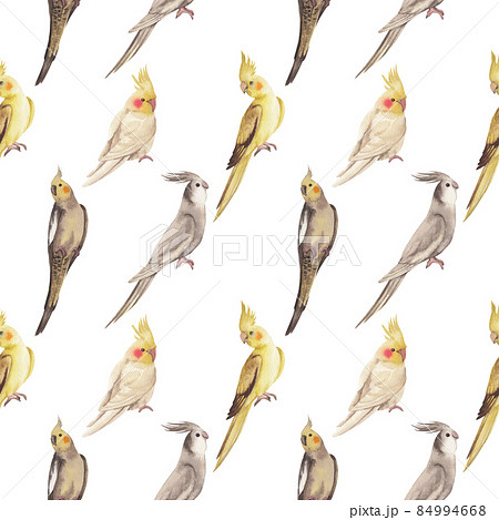 Cockatiel parrot bird watercolor pattern seamless  png 84994668