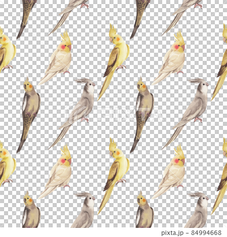 Cockatiel parrot bird watercolor pattern seamless  png 84994668