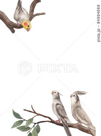 Cockatiel parrot bird watercolor frame  png 84994669