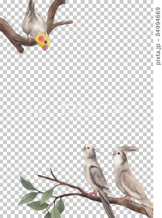 Cockatiel parrot bird watercolor frame  png 84994669