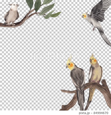 Cockatiel parrot bird watercolor frame png Cockatiel parrot bird watercolor frame png 84994670