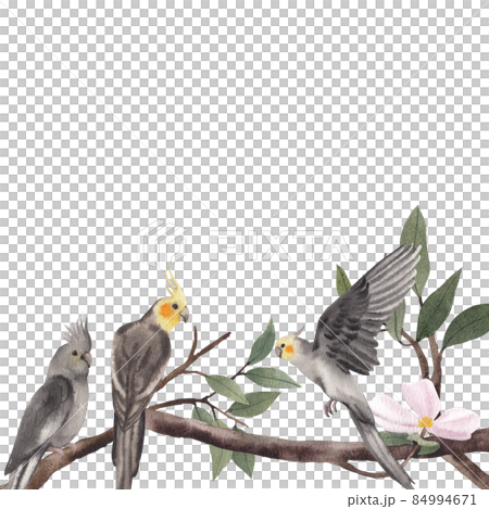 Cockatiel parrot bird watercolor frame png Cockatiel parrot bird watercolor frame png 84994671