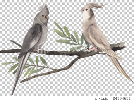 Cockatiel parrot bird watercolor clipart png 84994691