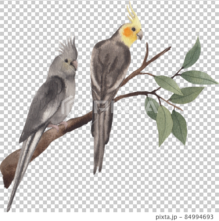 Cockatiel parrot bird watercolor clipart png 84994693