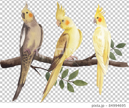 Cockatiel parrot bird watercolor clipart png 84994695
