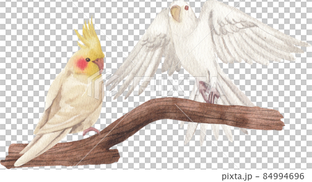 Cockatiel parrot bird watercolor clipart png Cockatiel parrot bird watercolor clipart png 84994696