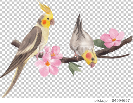 Cockatiel parrot bird watercolor clipart png Cockatiel parrot bird watercolor clipart png 84994697