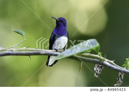 野鳥天国のラテンアメリカのコスタリカ等で見られる青と緑の美しいシロエリハチドリ 84995423