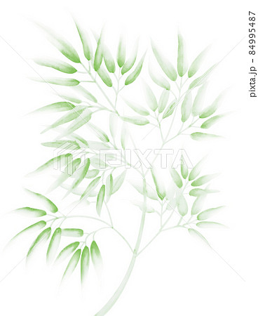 淡くて渋い黄緑色の水墨画っぽい水彩の竹笹イラスト 切抜パス付 背景白 他色有 浅緑 あさみどり 84995487