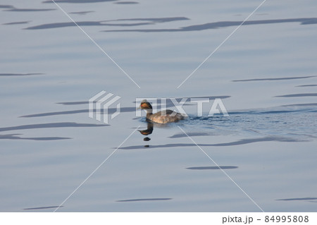 カイツブリ遊泳 84995808