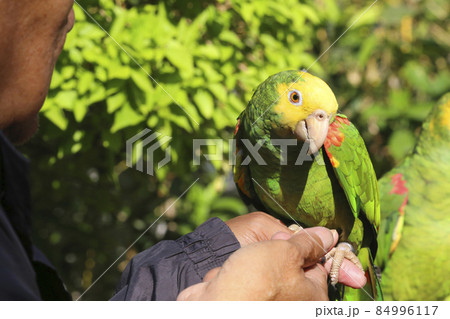 香港の鳥好きが集まる園圃街のバードガーデンで鳴き声を自慢するのが名物 84996117