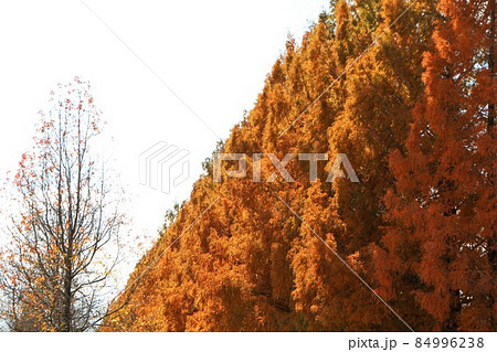 マキノ高原　メタセコイアの紅葉 84996238