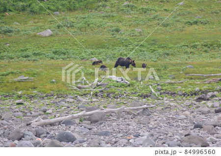 野生のヒグマ〜母グマと3匹の子熊（知床半島 西岸／北海道） 84996560