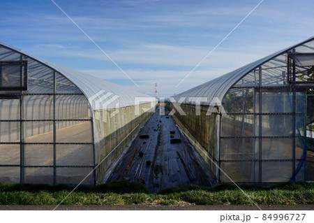 ビニールハウス栽培 84996727