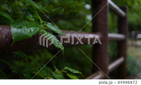 雨の日の公園 水が滴る葉っぱ 雨の日の公園 水が滴る葉っぱ 84996872