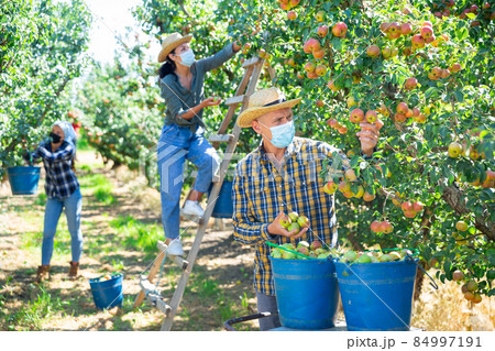 Man in mask harvesting pears in orchard Man in mask harvesting pears in orchard 84997191